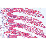 Histology of Vertebrata Excluding Mammalia - English Slides