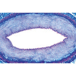 Histology of Vertebrata Excluding Mammalia - English Slides