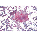 Histology of Mammalia, Elementary Set - English Slides