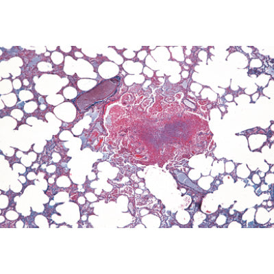 Histology of Mammalia, Elementary Set - English Slides
