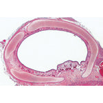 Histology of Mammalia, Elementary Set - English Slides