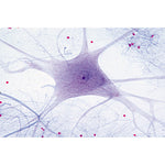 Histology of Mammalia, Elementary Set - English Slides