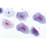 Histology of Mammalia, Elementary Set - English Slides