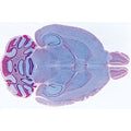 Histology of Mammalia, Supplementary Set - English Slides