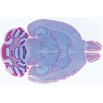 Histology of Mammalia, Supplementary Set - English Slides