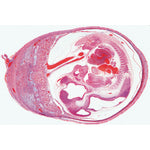Histology of Mammalia, Supplementary Set - English Slides
