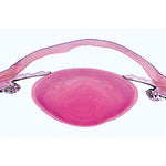 Histology of Mammalia, Supplementary Set - English Slides