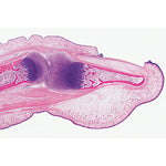 Histology of Mammalia, Supplementary Set - English Slides