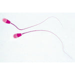 Histology of Mammalia, Supplementary Set - English Slides