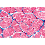 Normal Human Histology, Large Set, Part II. - English Slides