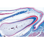 Digestive System - English Slides