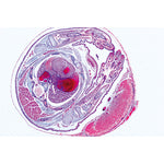 Genital System - English Slides