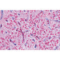 Endocrine System - English Slides
