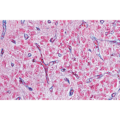 Endocrine System - English Slides