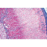 Endocrine System - English Slides
