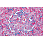 Endocrine System - English Slides