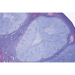 Endocrine System - English Slides