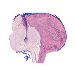 Endocrine System - English Slides