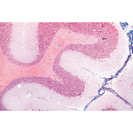 Nervous System - English Slides