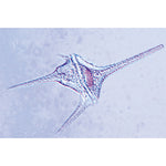 Invertebrata, Supplementary Set - English Slides