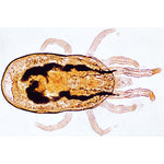 Invertebrata, Supplementary Set - English Slides