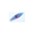 The Paramaecium (Caudatum) - English Slides