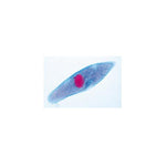 The Paramaecium (Caudatum) - English Slides