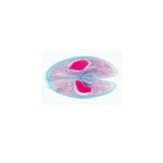 The Paramaecium (Caudatum) - English Slides