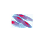 The Paramaecium (Caudatum) - English Slides