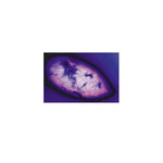The Paramaecium (Caudatum) - English Slides