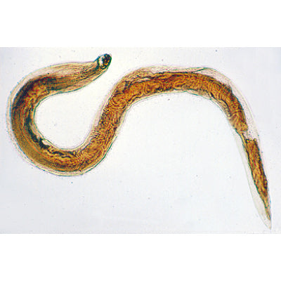 General Parasitology - English Slides