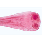 General Parasitology - English Slides