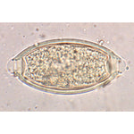 General Parasitology - English Slides