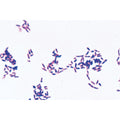 Pathogenic Bacteria - English Slides