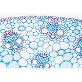 Arrangement and Types of Vascular Bundles - English Slides