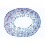 Arrangement and Types of Vascular Bundles - English Slides