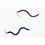 The Water Pollution, Problems and Results - English Slides