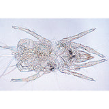 Air Pollution and Allergens - English Slides