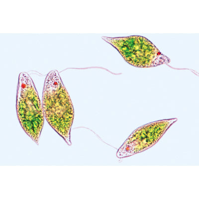 The Microscopic Life in the Water, Part I - English Slides