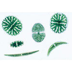 The Microscopic Life in the Water, Part I - English Slides