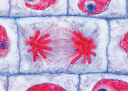 School Set A (General Biology) - English Slides