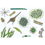The Microscopic Life in the Water, Part II - English Slides