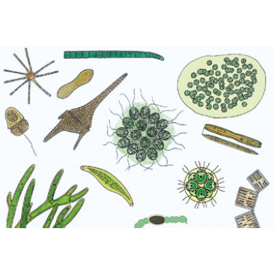 The Microscopic Life in the Water, Part II - English Slides