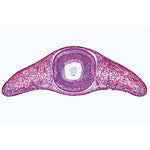 The Microscopic Life in the Water, Part II - English Slides