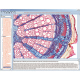 CD with micro images for school series B