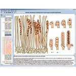 CD with micro images for school series B