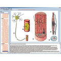 Human skeleton, musculature and apparatus of movement, Interactive CD-ROM