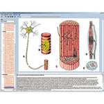 Human skeleton, musculature and apparatus of movement, Interactive CD-ROM