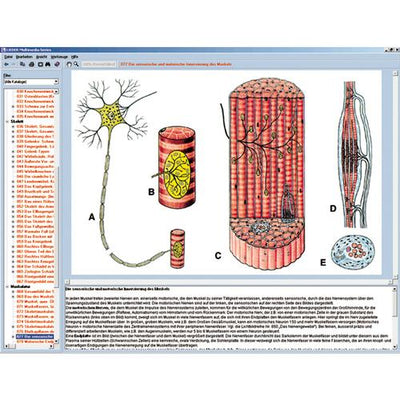 Human skeleton, musculature and apparatus of movement, Interactive CD-ROM