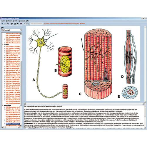 Human skeleton, musculature and apparatus of movement, Interactive CD-ROM